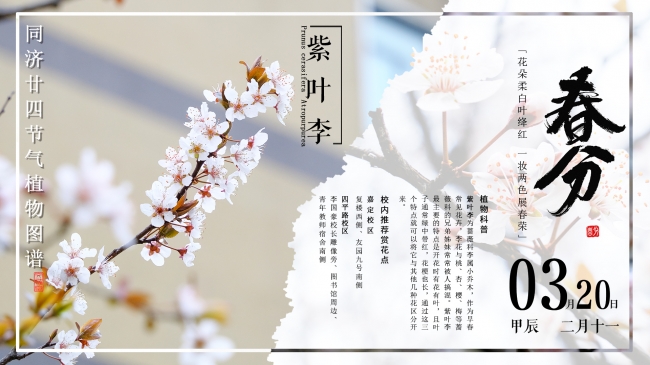 同济二十四节气植物图谱 | 花朵柔白叶绛红,一妆两色展春荣