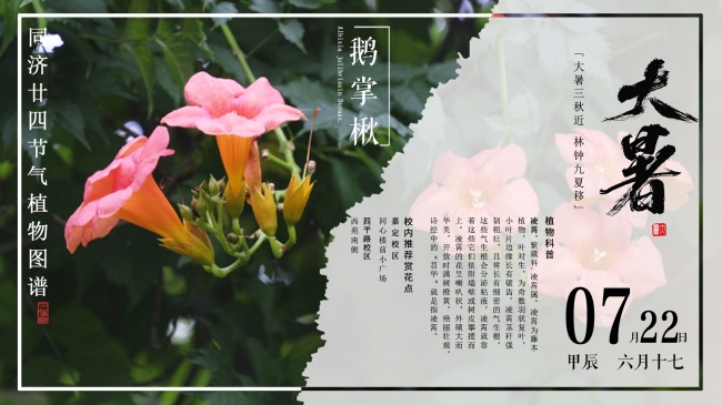 12大暑2 12大暑2